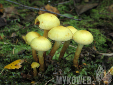 Pholiota alnicola