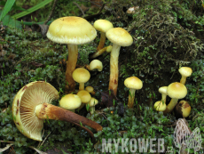 Pholiota alnicola