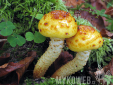 Pholiota adiposa