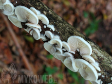 Crepidotus mollis