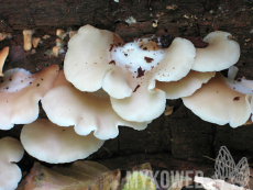 Crepidotus applanatus