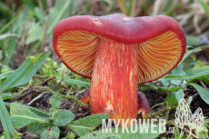 Hygrocybe punicea