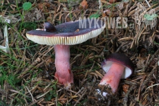 Russula queletii