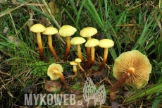 Pholiota alnicola