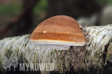 Piptoporus betulinus