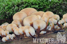 Flammulina velutipes