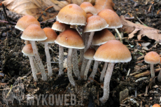 Hypholoma marginatum