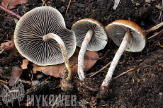 Hypholoma marginatum