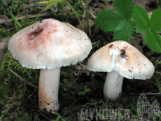 Inocybe erubescens