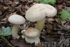 Entoloma sinuatum