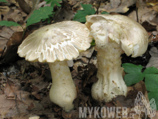 Entoloma sinuatum