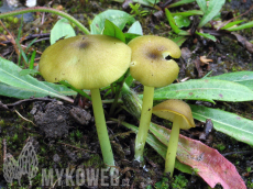 Entoloma incanum