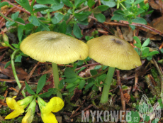 Entoloma incanum