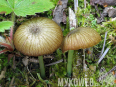 Entoloma incanum