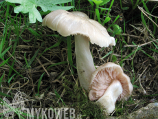 Entoloma clypeatum