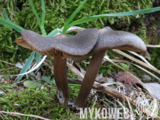 Entoloma vernum