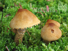 Cystoderma amianthinum