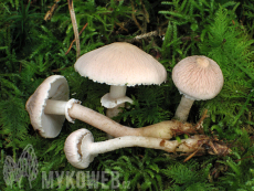 Cystoderma carcharias