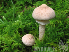 Cystoderma carcharias