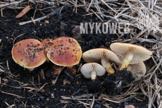 Pholiota highlandensis