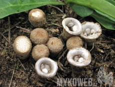 Cyathus olla