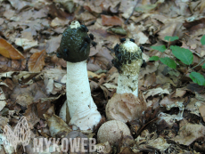 Phallus impudicus