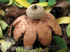 Geastrum berkeleyi