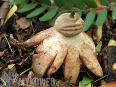 Geastrum berkeleyi