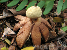 Geastrum berkeleyi