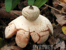 Geastrum berkeleyi