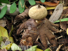 Geastrum berkeleyi