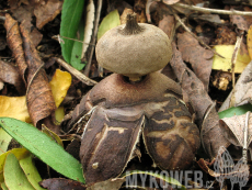 Geastrum berkeleyi