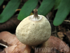 Geastrum berkeleyi