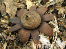 Geastrum corollinum