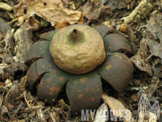 Geastrum corollinum