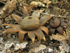 Geastrum corollinum