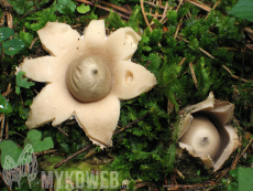 Geastrum fimbriatum