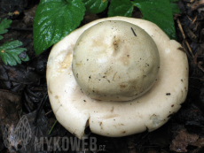 Geastrum fimbriatum