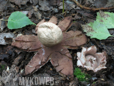 Geastrum rufescens