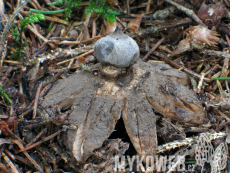 Geastrum pectinatum