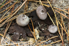 Geastrum campestre