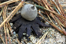 Geastrum campestre