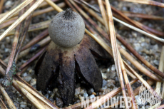 Geastrum campestre