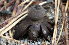 Geastrum campestre