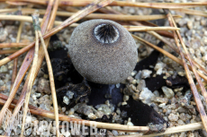 Geastrum campestre