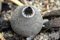 Geastrum campestre