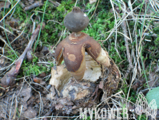 Geastrum fornicatum