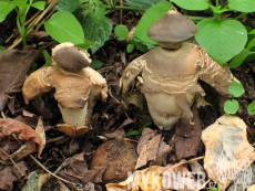 Geastrum fornicatum