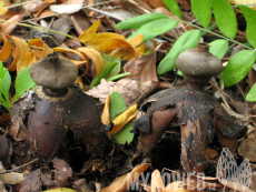 Geastrum fornicatum