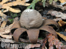 Geastrum floriforme